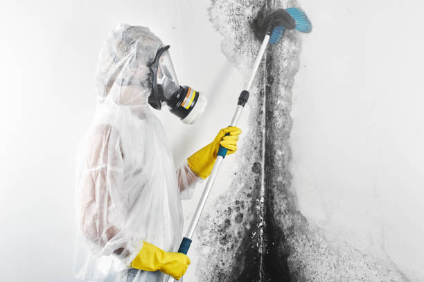 Best Mold Damage Restoration  in USA